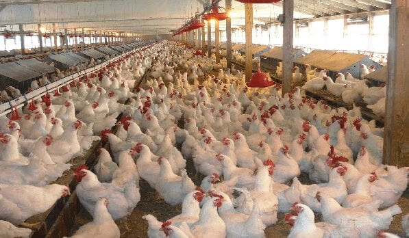 Step By Step Guide ON How to Start Poultry Farming in Nigeria