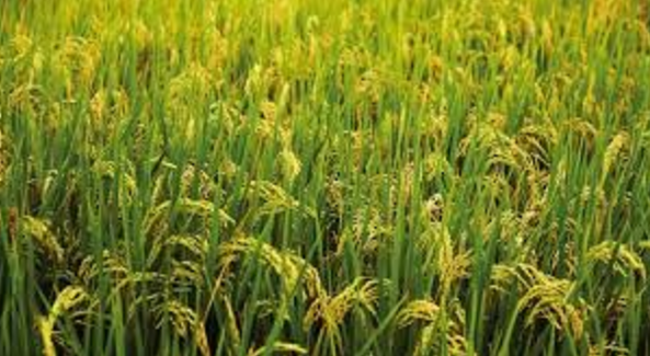 Image result for rice in imo state...