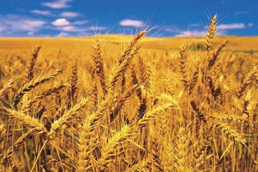 wheat farming in nigeria