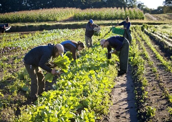 COVID-19 lockdown: FG classifies Farmers as essential workers