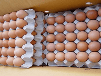 Eggs Supply Business